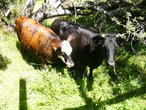 04022013 Wild West 9