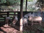 Romeo (on the right) with his ewes.